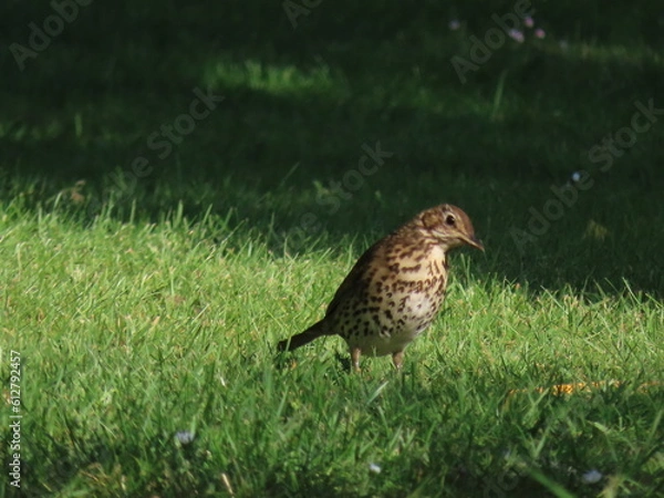 Fototapeta Song thrush
