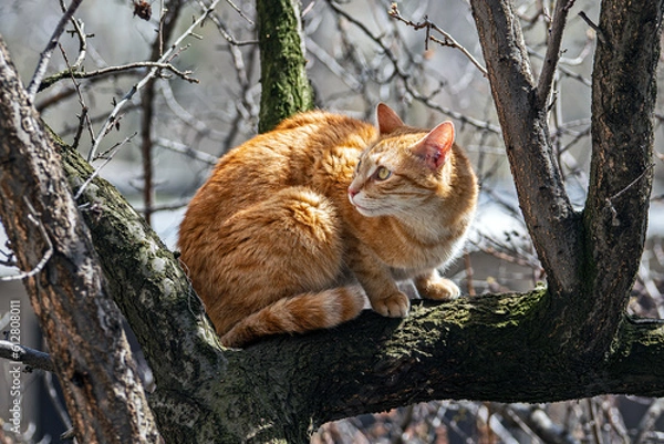 Fototapeta Pets cats in different situations in the trees and in the house