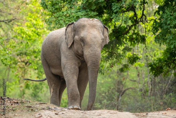 Fototapeta wild aggressive asian elephant or Elephas maximus indicus roadblock walking head on in summer season and natural green scenic background safari at bandhavgarh national park forest madhya pradesh india