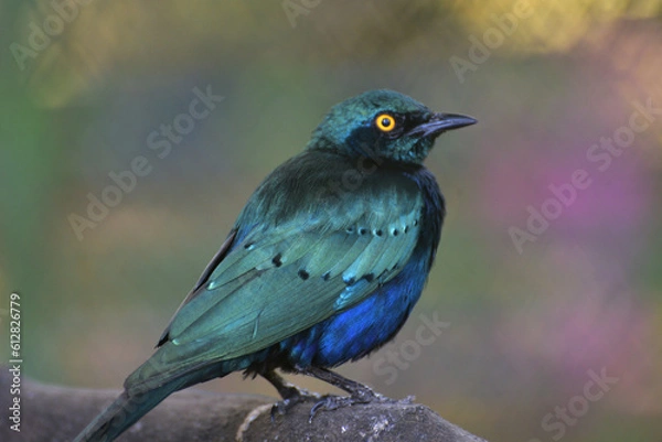 Fototapeta The greater blue eared starling or greater blue eared glossy starling, Lamprotornis chalybaeus perching on branch