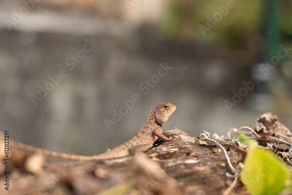 Obraz brown chameleon