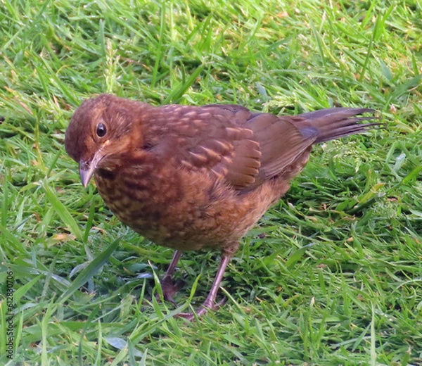 Fototapeta young blackbird