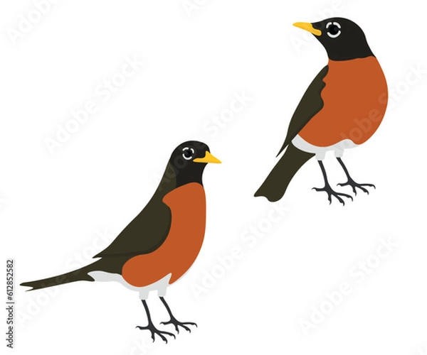 Fototapeta Set of American robin bird. Turdus migratorius isolated on white background. True thrush. Vector illustration.