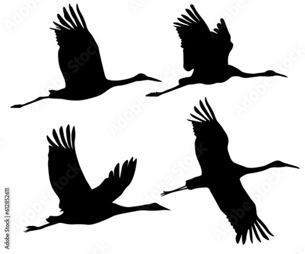 Fototapeta Set of black silhouettes of flying crane bird. Common, Sarus, Red-crowned,Siberian. Isolated on white background. Vector illustration.