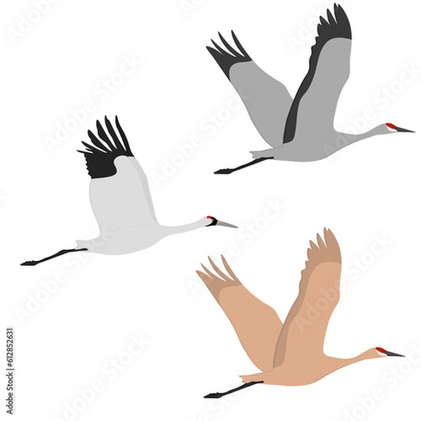 Fototapeta Set of Gruidae flying bird. Sandhill crane (Antigone canadensis), whooping crane (Grus americana). Large and tall birds of of North America. Isolated on white background. Vector illustration.