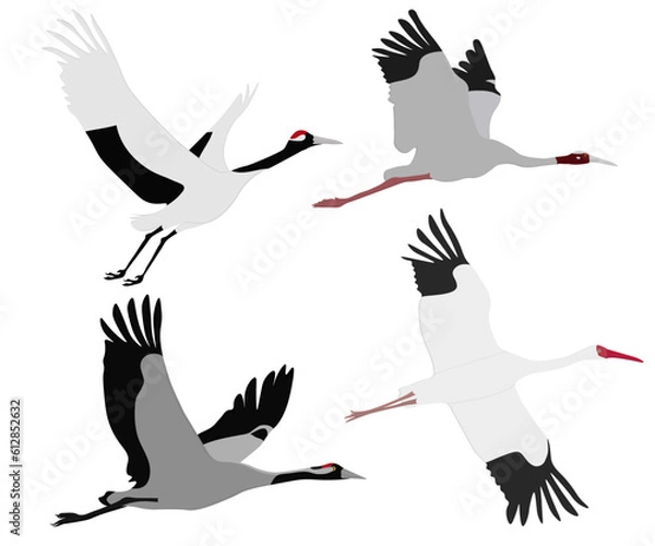 Fototapeta Zestaw latającego ptaka Gruidae. Sarus Crane (antygonowa antygon), dźwig syberyjski (Leucogeranus leucogeranus), Common Crane (Grus Grus), japoński żuraw z czerwonymi (Grus japonensis). Izolowane tło.