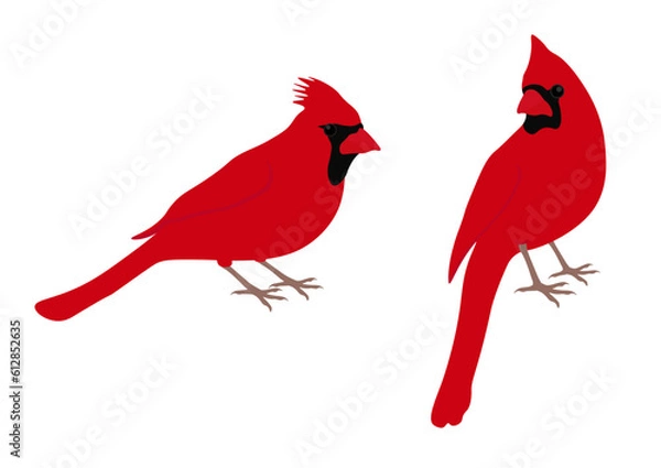 Fototapeta Set of Northern cardinal bird. Cardinalis cardinalis isolated on white background. Redbird, common red cardinal. Vector illustration.