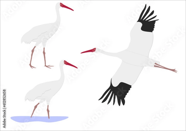 Fototapeta Set of Siberian white snow crane bird. Leucogeranus leucogeranus isolated on white background. Flying and standing. Gruidae family, large, long-legged, and long-necked bird. Vector illustration.