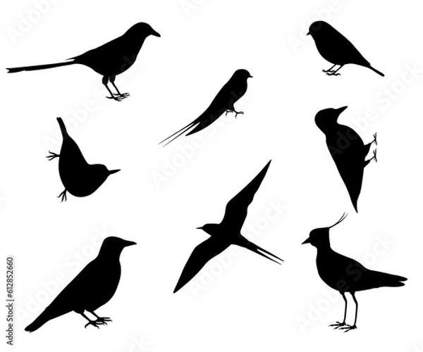 Fototapeta Set of silhouettes of european birds. Eurasian magpie, tit, swallow, tern, crow, nuthatch, lapwing, woodpecker. Isolated on white background. Vector illustration.