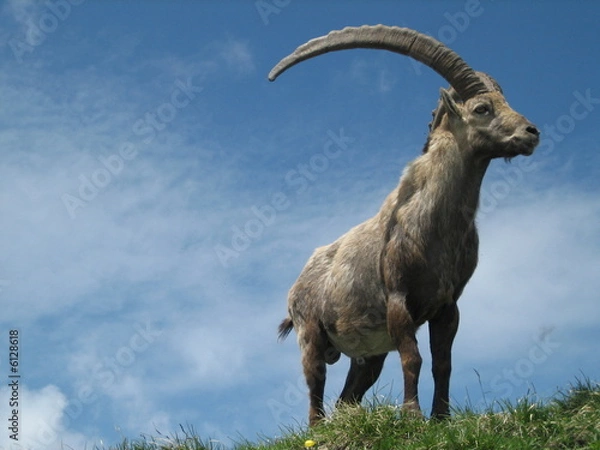 Fototapeta Bouquetin