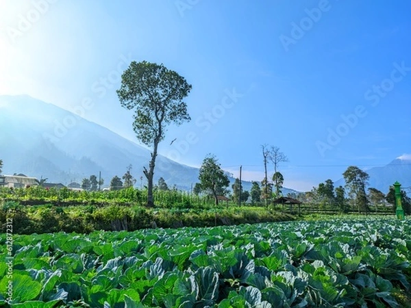 Obraz field in the summer