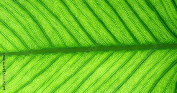 Fototapeta Green leaf marco,Leaf fiber Generative AI 