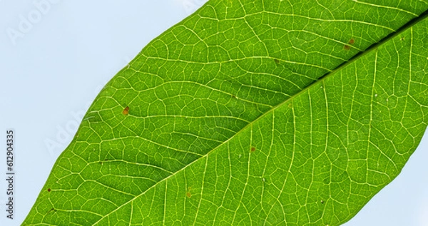 Fototapeta Green leaf marco,Leaf fiber Generative AI 