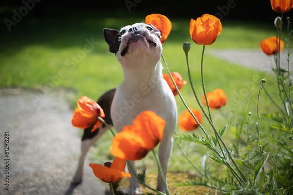 Fototapeta Boston Terrier dog standing in a garden in amongst some pretty red poppies. She has her head up as if smelling the flowers. Shallow focus.