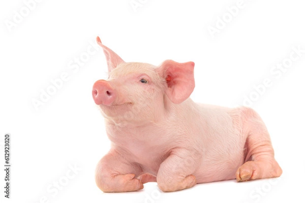 Obraz Happy young pig isolated on white background. Funny animals emotions.