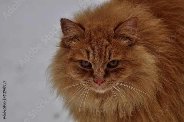 Fototapeta Animals - traditionally (since Aristotle) distinguished category of organisms, currently considered as a biological kingdom. Animals are the main object of study of zoology.