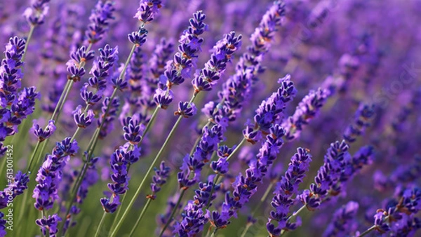 Fototapeta Lavender - generative ai