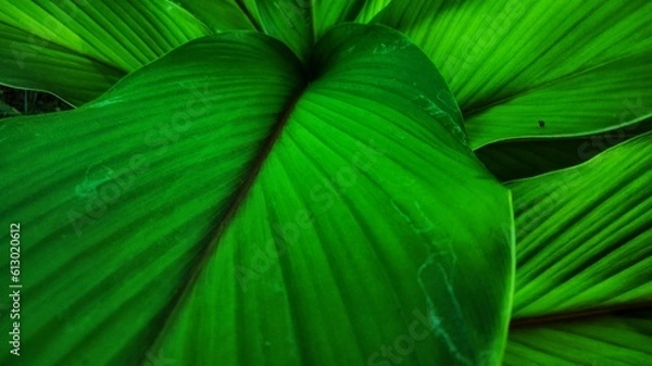 Obraz leaf background