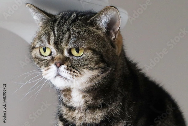 Obraz じっと見つめる鼻ぺちゃ猫アメリカンショートヘアブラウンタビー