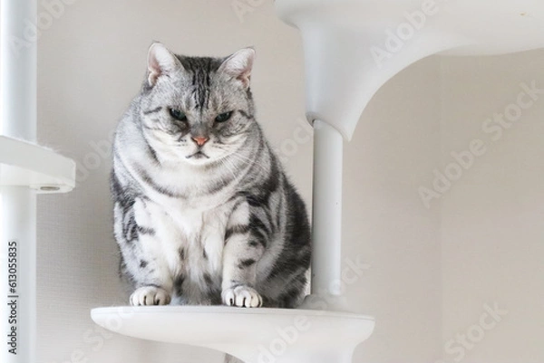 Obraz キャットタワー上の太った猫アメリカンショートヘアシルバータビー