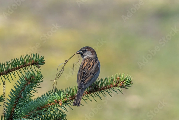 Fototapeta male sparrow collecting nesting material