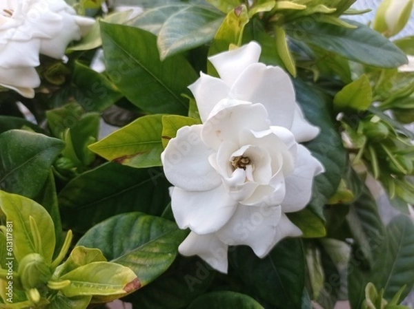 Fototapeta white flowers