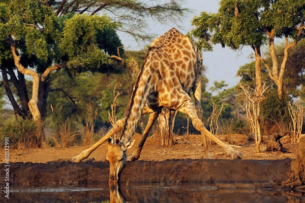 Obraz South African Garaffe, Giraffa camelopardalis żyraffa, dorosłe picie w wodę wodą, niedaleko rzeki Chobe, Botswana