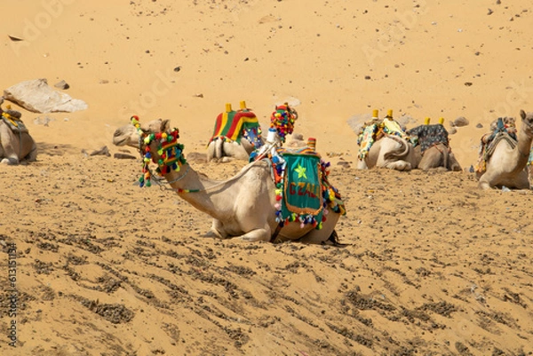 Obraz O descanso do camelo berber