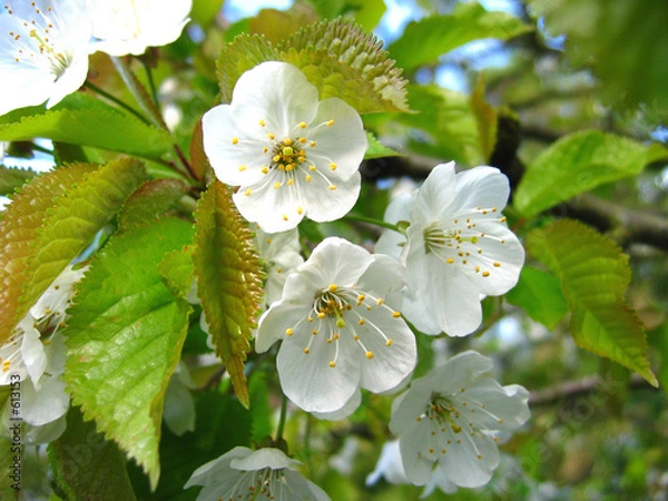 Fototapeta cherry blossom