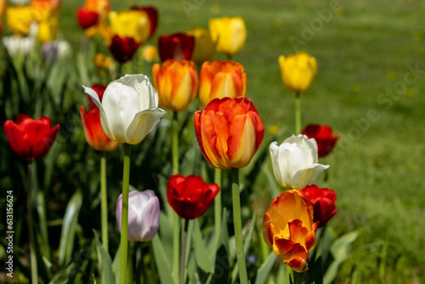 Fototapeta Tangerine Tulip