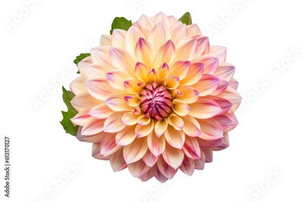 Fototapeta Elegant Blossom: Rose Flower Isolated on Transparent Background Generative AI