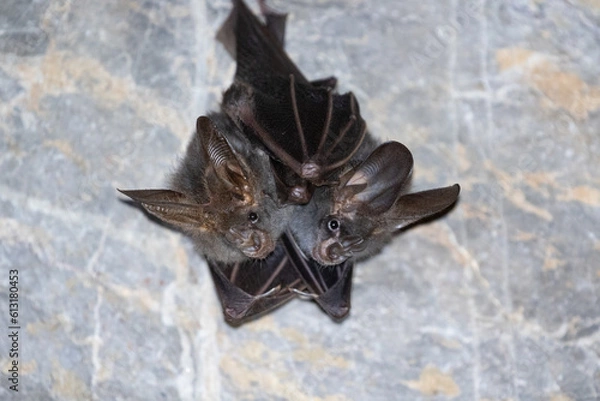 Obraz Esser false vampire bat