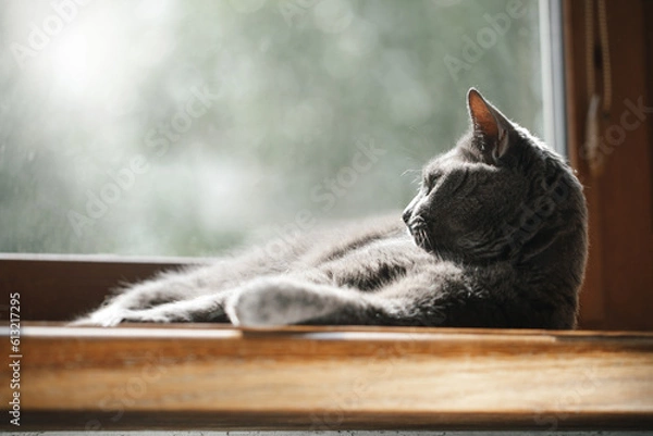 Fototapeta A beautiful gray cat lies on a window in a ray of sun. He is relaxed and enjoys the warmth.