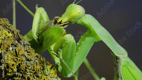 Obraz Sexual cannibalism, Close-up portrait of large female green praying mantis eats the male after mating on tree branch covered with lichen. Transcaucasian tree mantis (Hierodula transcaucasica)