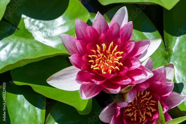 Obraz Pink water lilies blooming on calm lake. Lotus flower on the surface of water. Sunny day in summer. Top view
