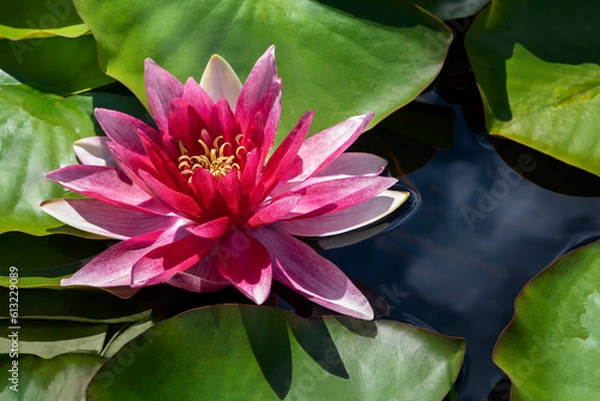 Obraz Water lily blooming among lush green leaves on calm lake. Pink lotus flower on the surface of water in the pond. Sunny day in summer.