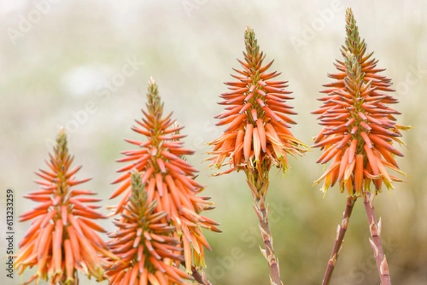 Obraz Aloe brevifolia