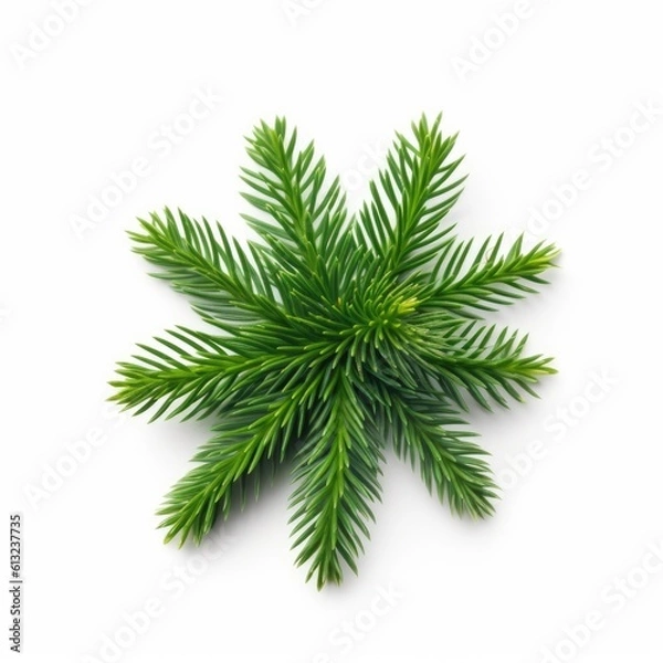 Fototapeta Fir needle leaf isolated on white background. Generative AI
