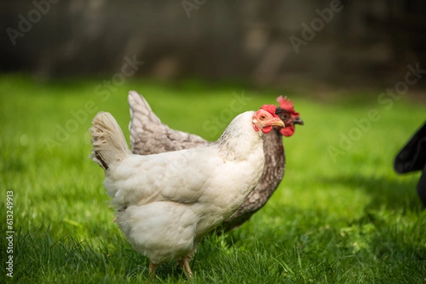 Obraz Hühner Huhn im Garten