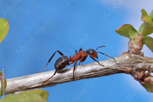 Fototapeta An ant systematically runs along a grass stalk against a blue sky background. 