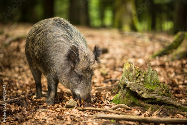 Fototapeta Wild boar (Sus scrofa)