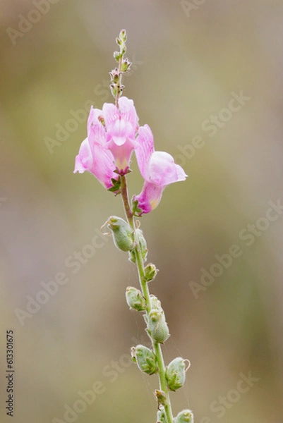 Obraz Antirrhinum australe