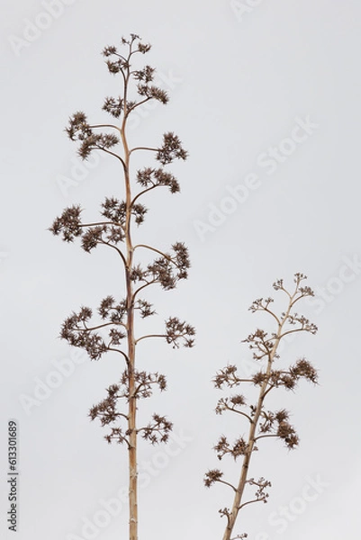 Obraz Agave sisilana