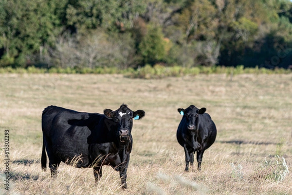 Obraz Two Angus crossbred cows in brown grass pasture