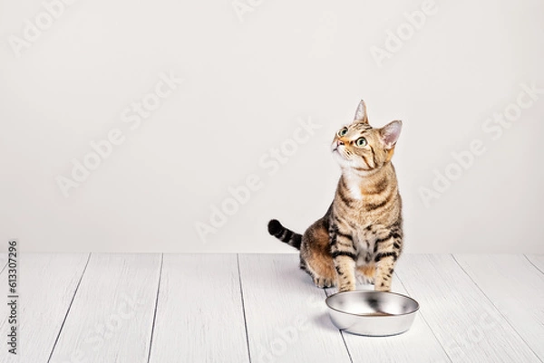 Fototapeta Głodny domowy kot Tabby siedzący przy daniu z jedzeniem