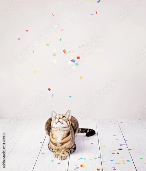 Obraz Celebration Party cat with confetti