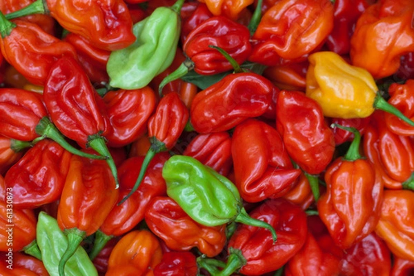 Obraz Habanero pepper