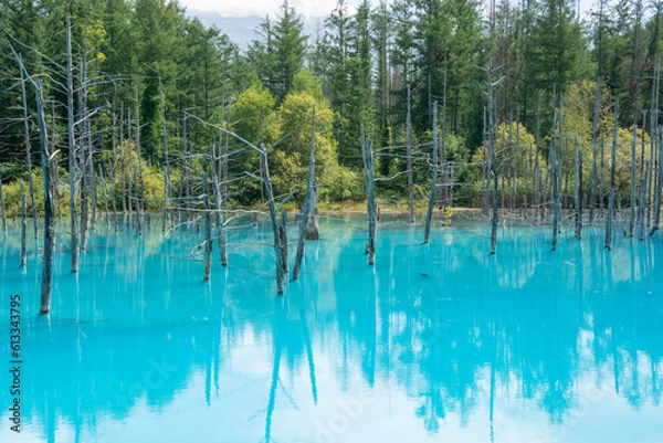 Fototapeta 新緑の初夏の青い池　美瑛町
