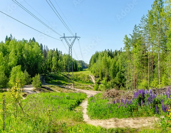 Fototapeta Electric grid going through Finnish forest in Finland. 
Natural summer landscape with a path, flowers and trees