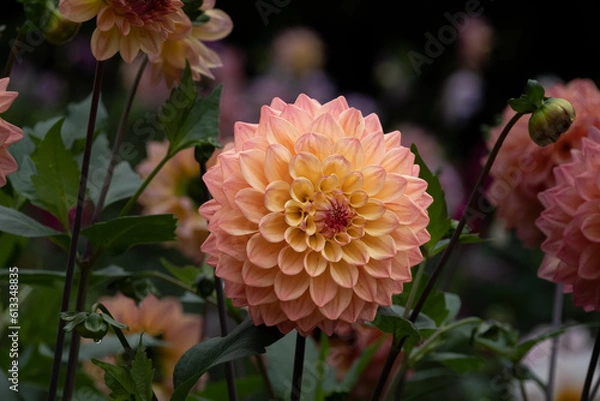 Fototapeta ダリア